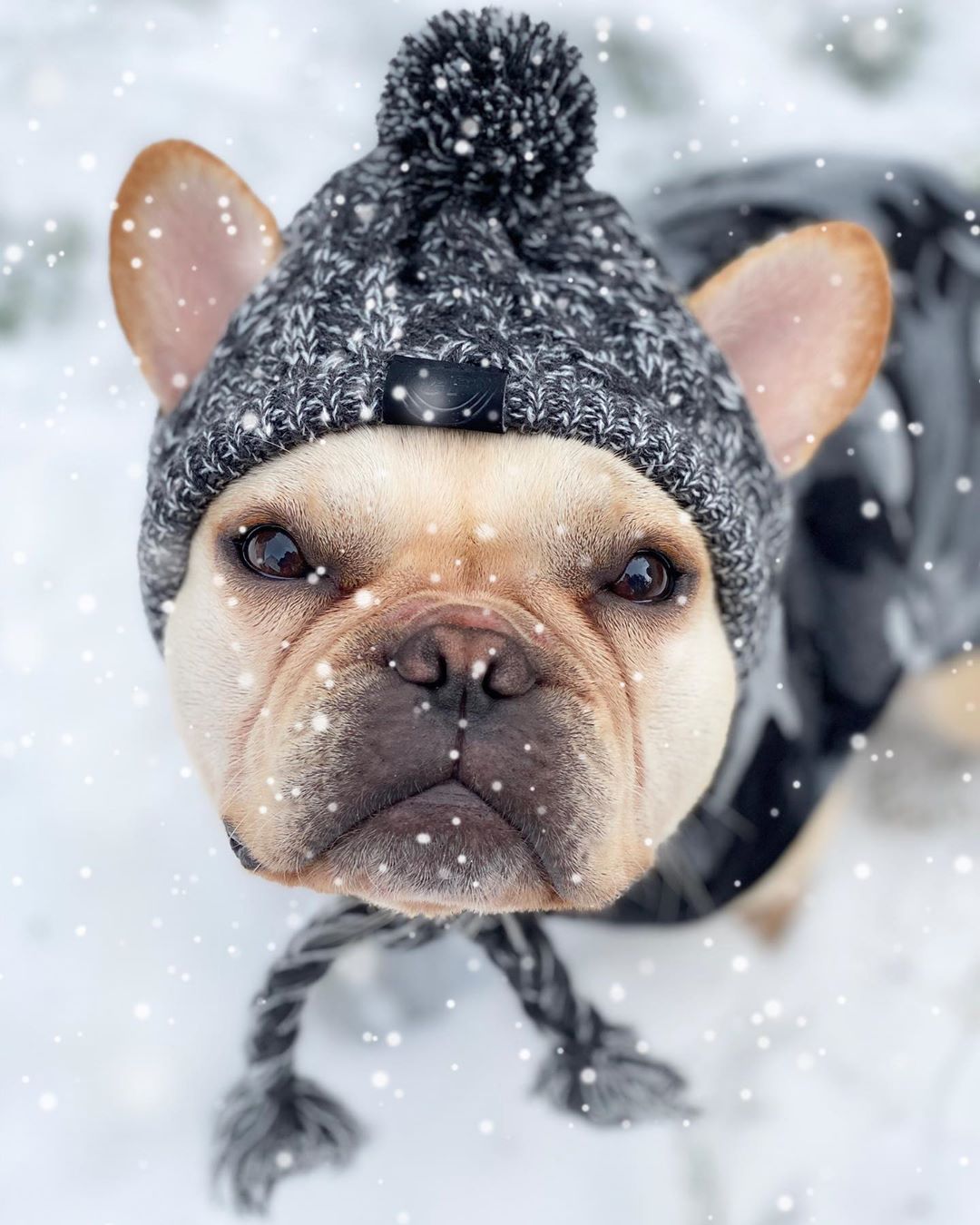 Gorro Pet | Para Cachorro e Gato